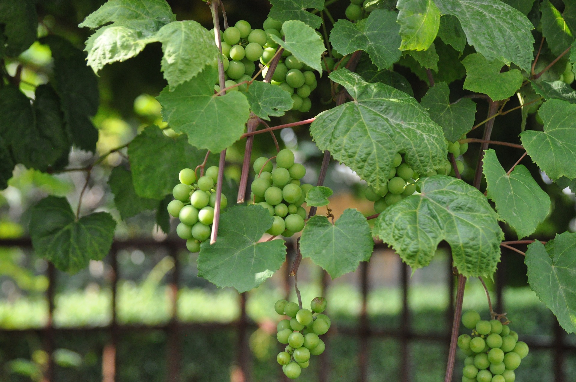 Marmajuelo grapes