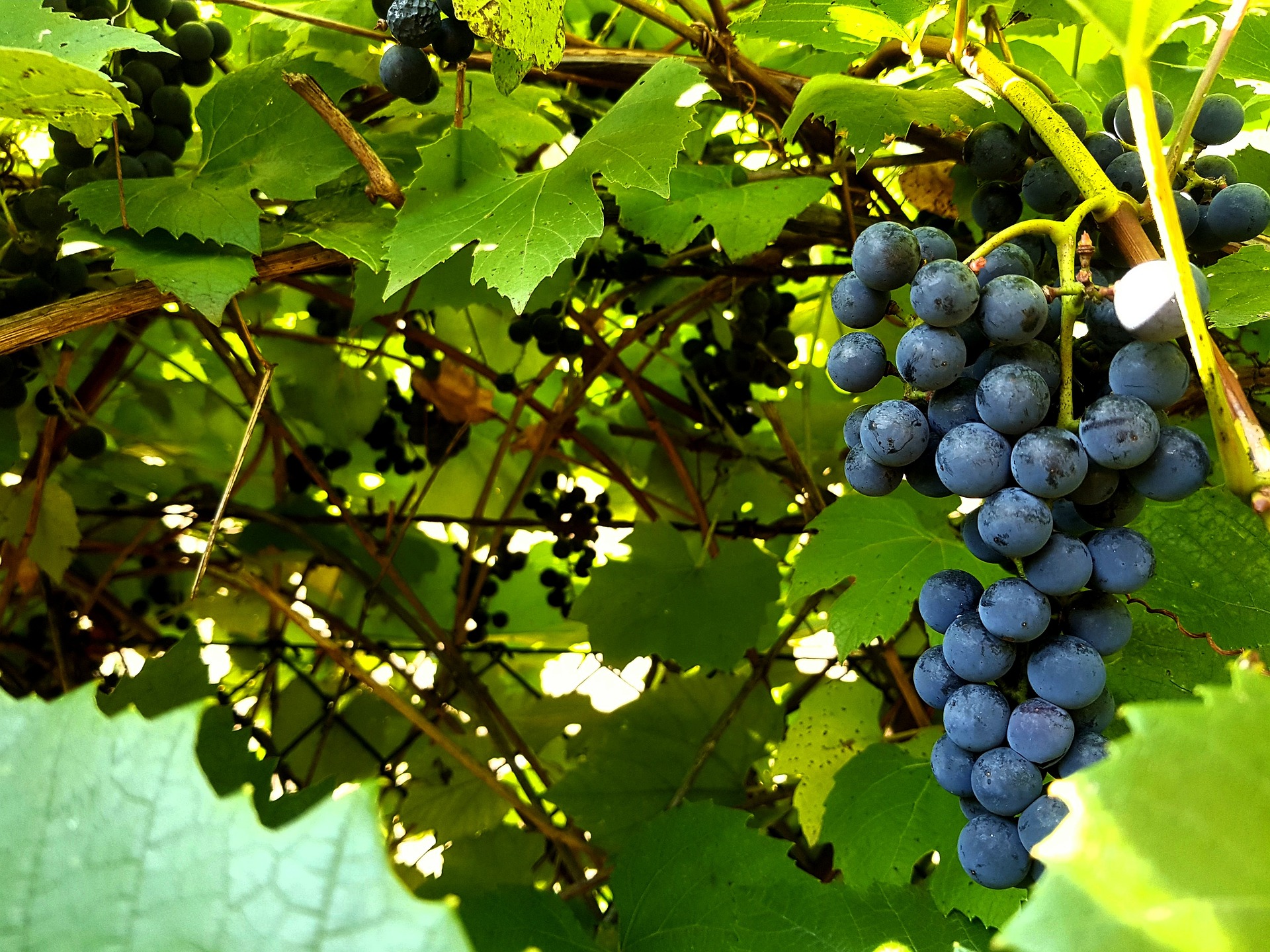 wine Grapes in Tenerife