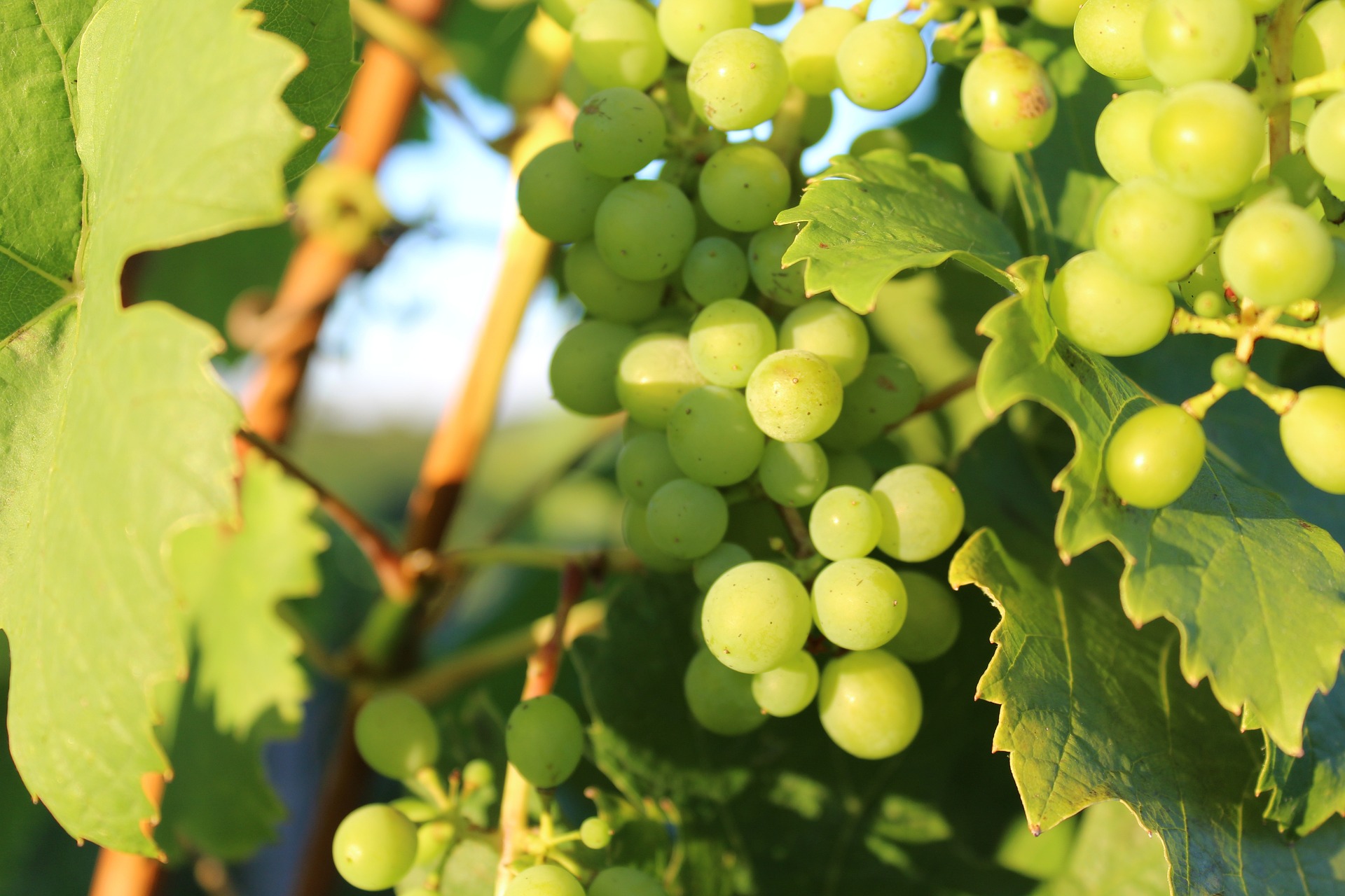 Grapes Tenerife