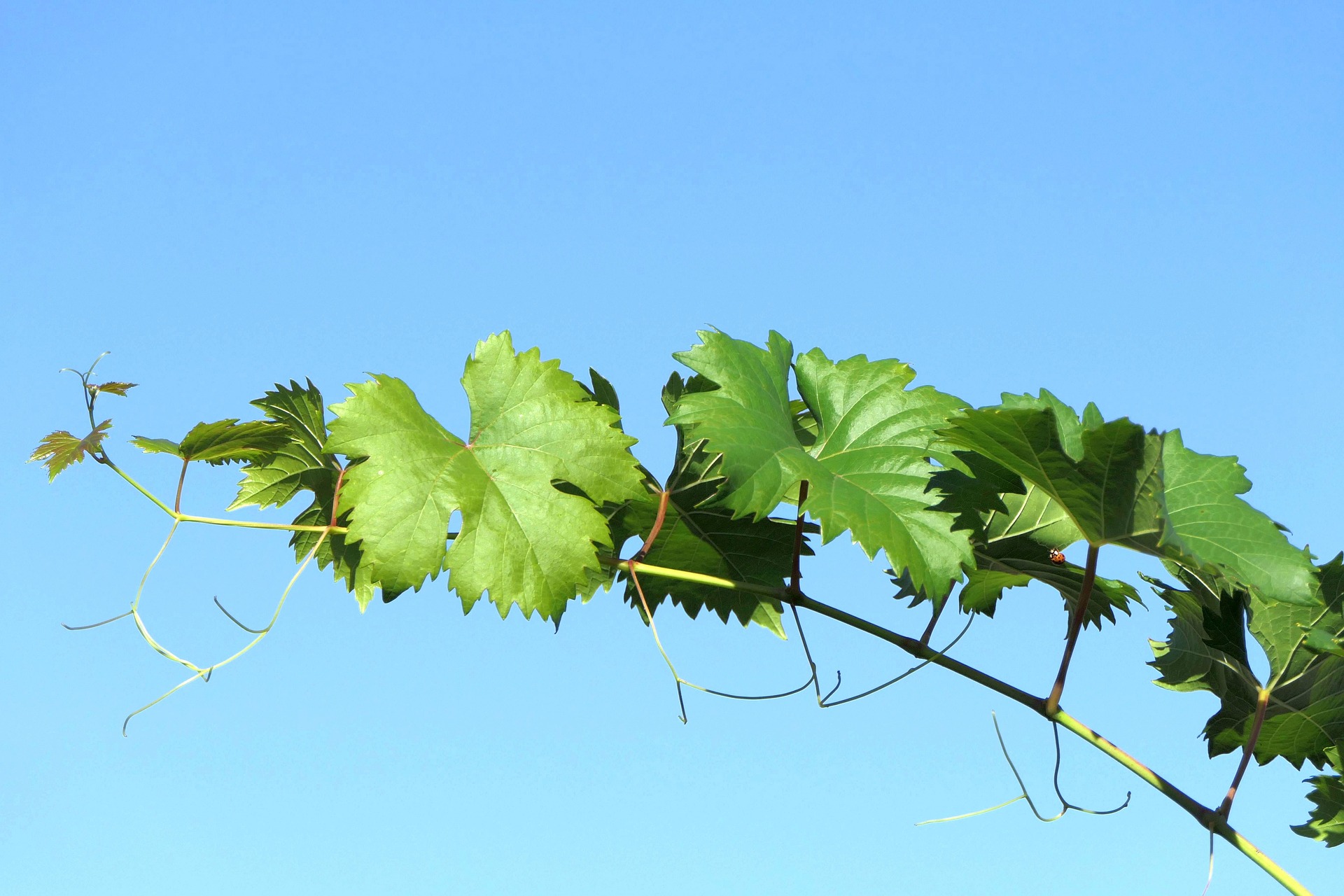 Grapevine Tenerife