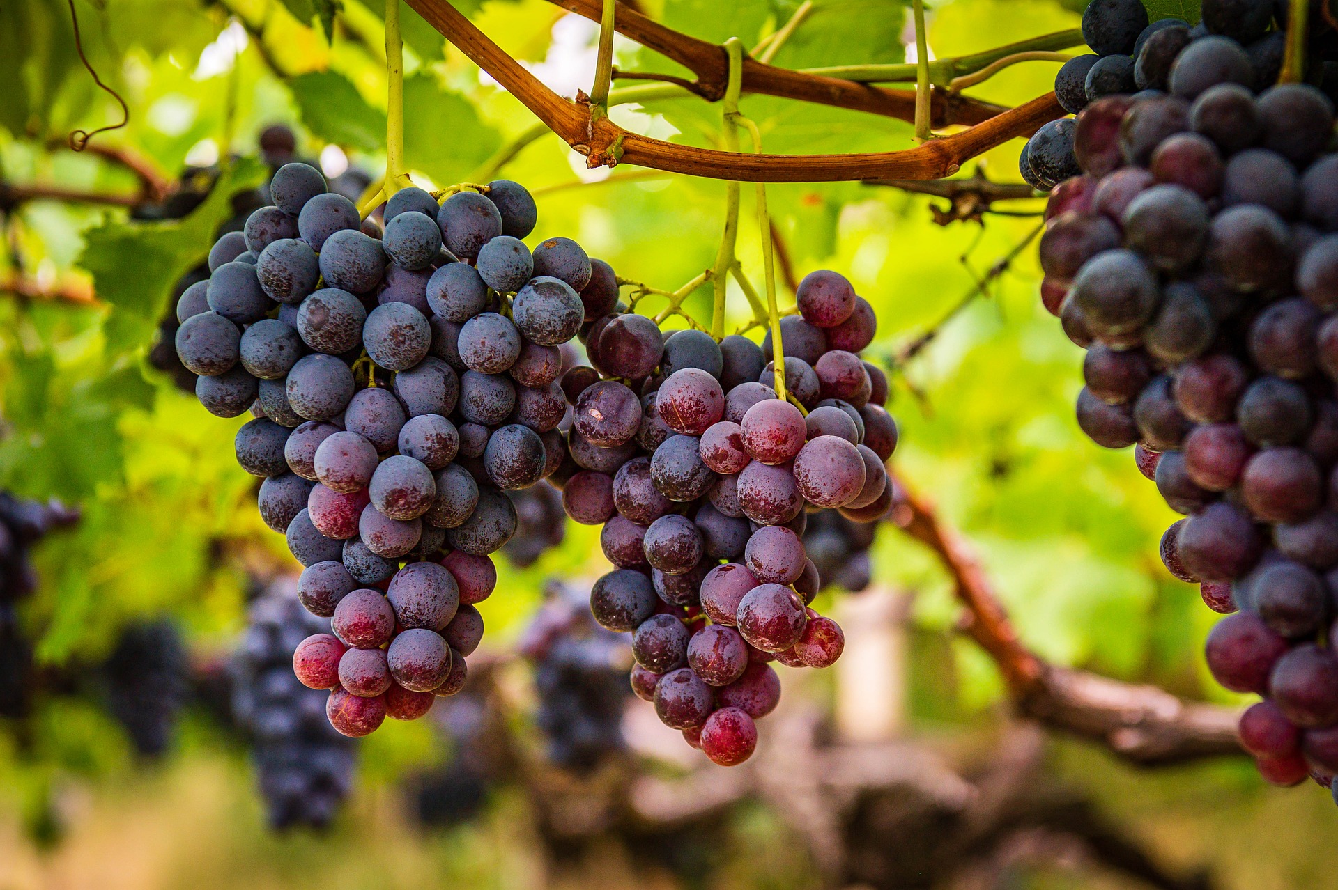 Viticulture Tacoronte