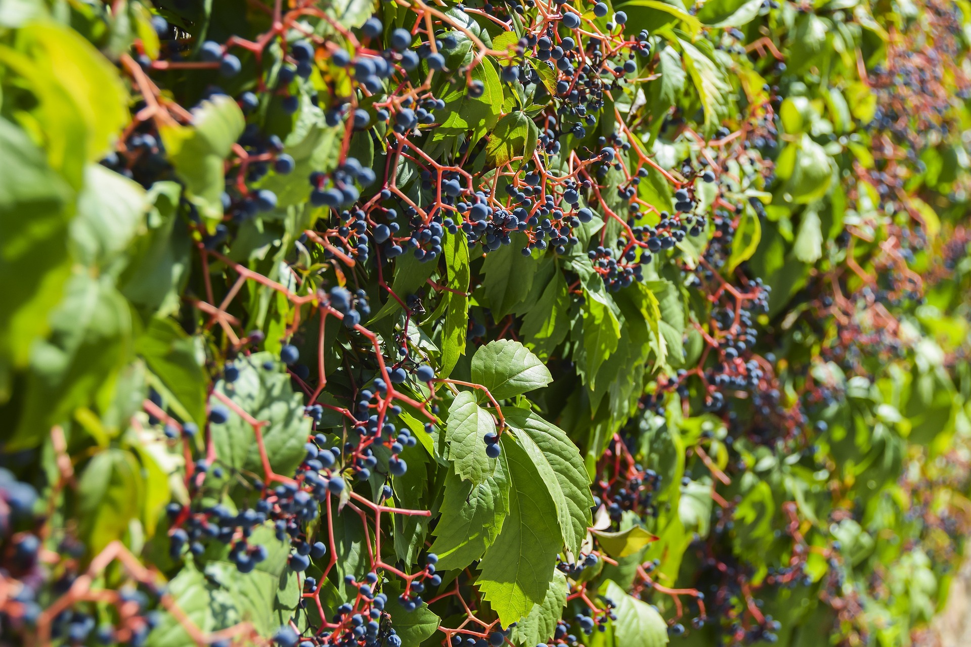 Vineyard Canarian Wine